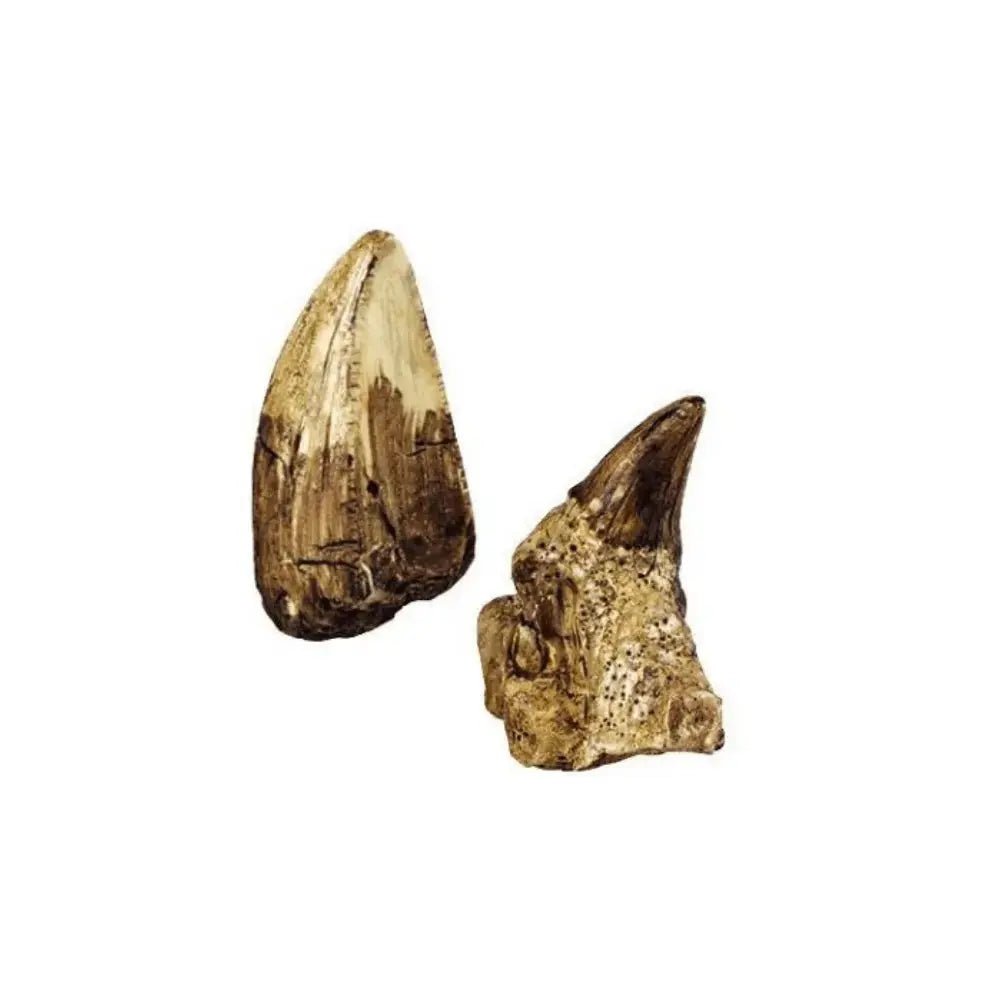 Expeditie Natuur - Uithakset Klein | Fantastic Gifts Shop